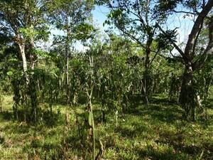 Lush green forest with open spaces between trees