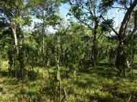 Lush green forest with open spaces between trees