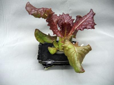 Veggie (2 of 3)