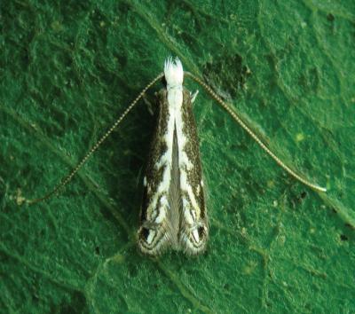 <i>Spinivalva gaucha</i>
