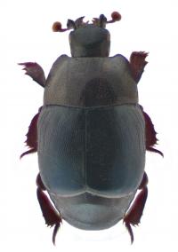 The New Species <i>Saprinus rarus</i>