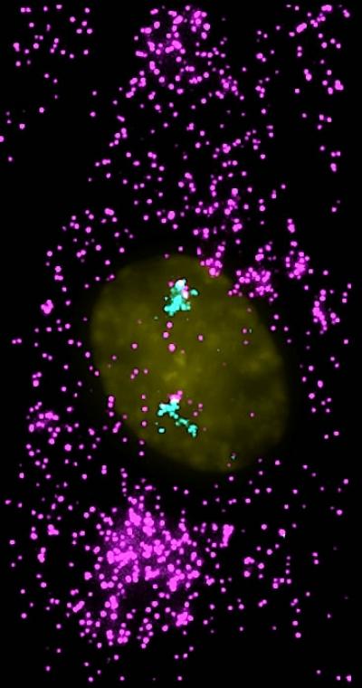 mRNA Molecules