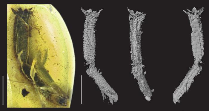 An ancient escape preserved in amber