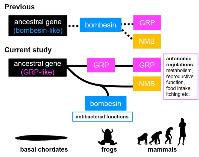 Previous theory on the origin of the gastrin‑releasing peptide/bombesin systems and the achievement of the current study