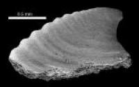<I>Mellopegma</I>