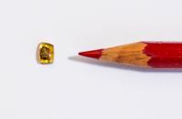 Beetle in Amber