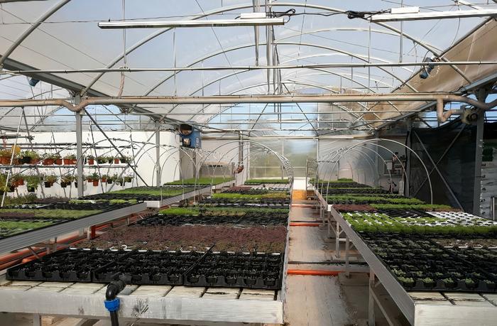 Microgreens 2