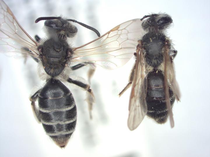 Ground-Nesting Bees on Farms Lack Food, Grow Smaller