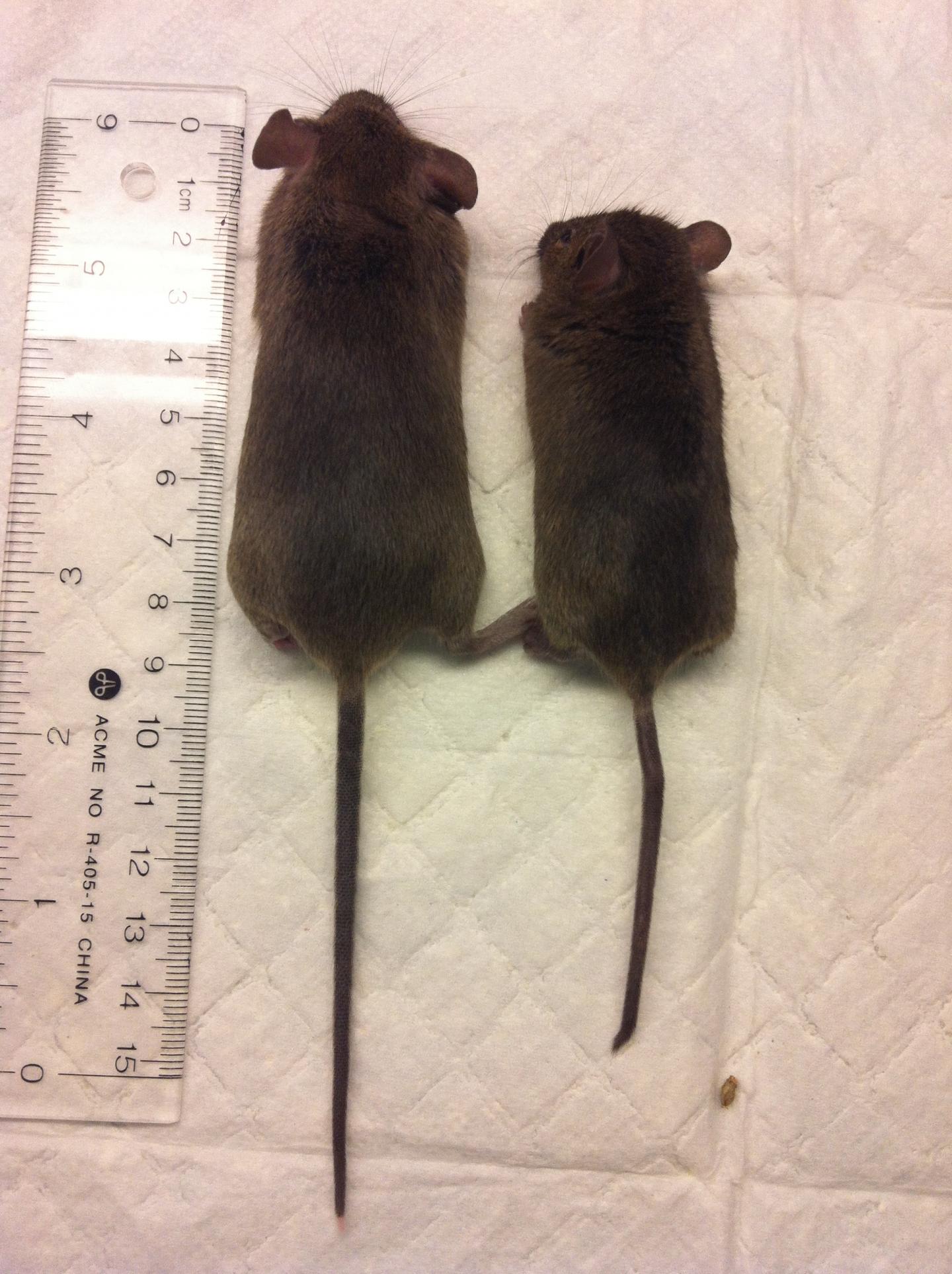 Effect of Suppression of the Armc5 Gene in Mice