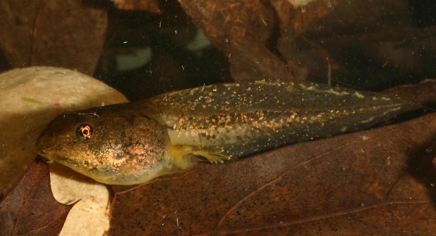 Tadpoles Appear to Benefit from Road Salt Runoff