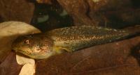 Tadpoles Appear to Benefit from Road Salt Runoff