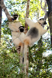Verreaux's Sifakas