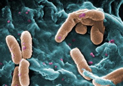 <I>Pseudomonas aeruginosa</I>