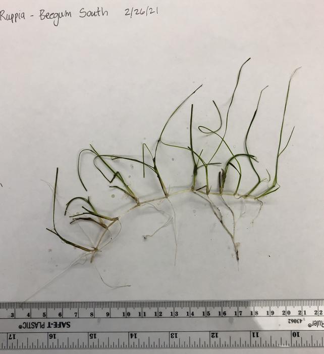 Ruppia maritima