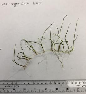 Ruppia maritima