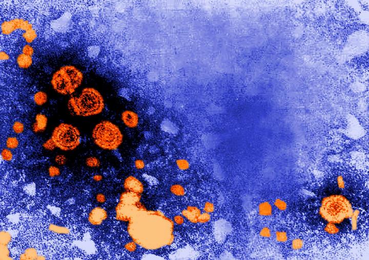 Hepatitis B Viruses