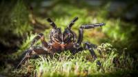 Spider about to Strike