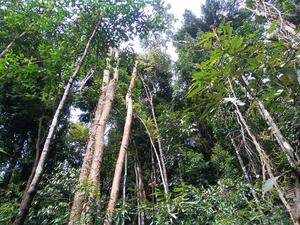 Forest at elevation of 1,000 meters