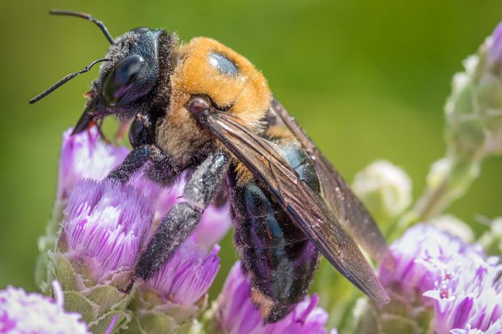 Pollinator interaction