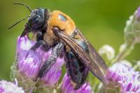 Pollinator interaction