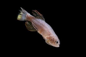 Killifish 2 Brodhead