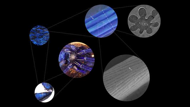 Structural Color