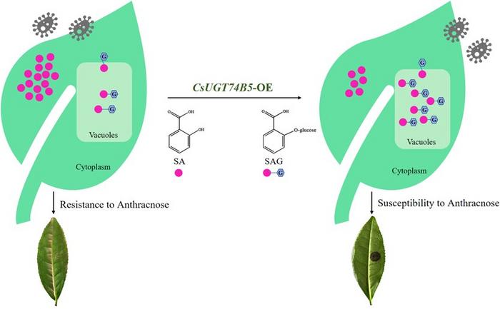 Mechanism model of CsUGT74B5 function in fine-tuning the SA levels and coordinated plant resistance to anthracnose.