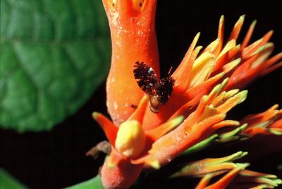 Fly on a Flower