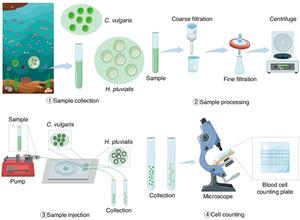 Experimental Procedure Schematic.