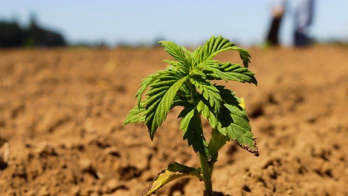 Cannabis sativa, Oregon State University