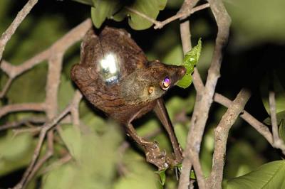 Colugo