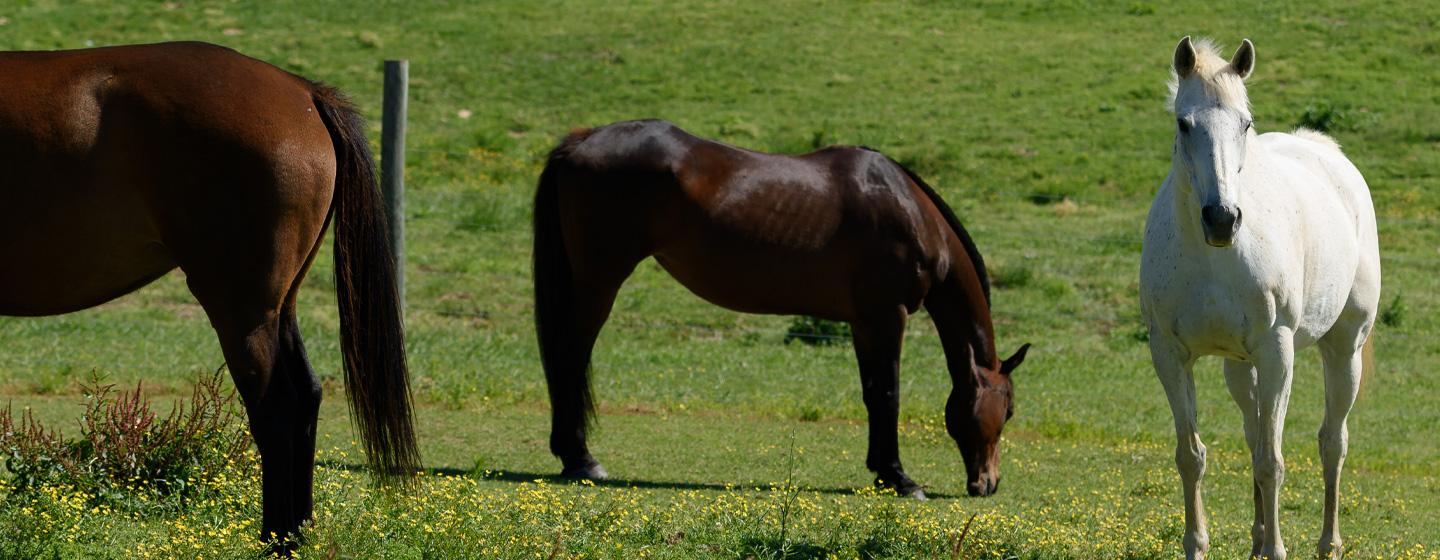 Horses from North Carolina State University's small herd graze in their field.
