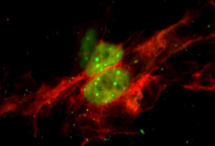 Bivalent neurons