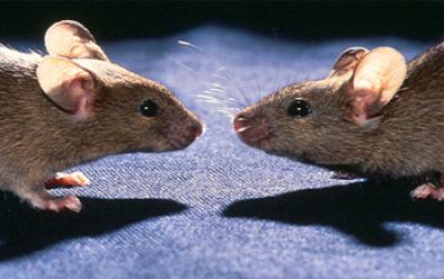 2 Mice Facing Each Other Nose-To-Nose