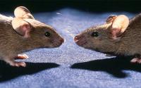 2 Mice Facing Each Other Nose-To-Nose