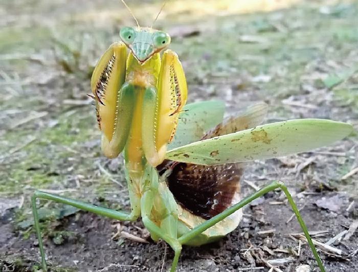 260707-Takami-Limbs-Mantis
