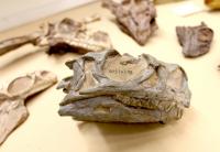 Ngwevu Skull