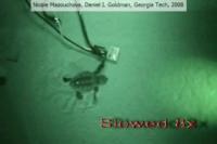Loggerhead Sea Turtle Hatchling Locomotion (2 of 2)