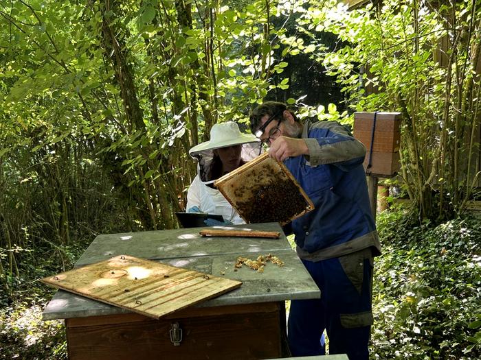 Evaluating a honey hive