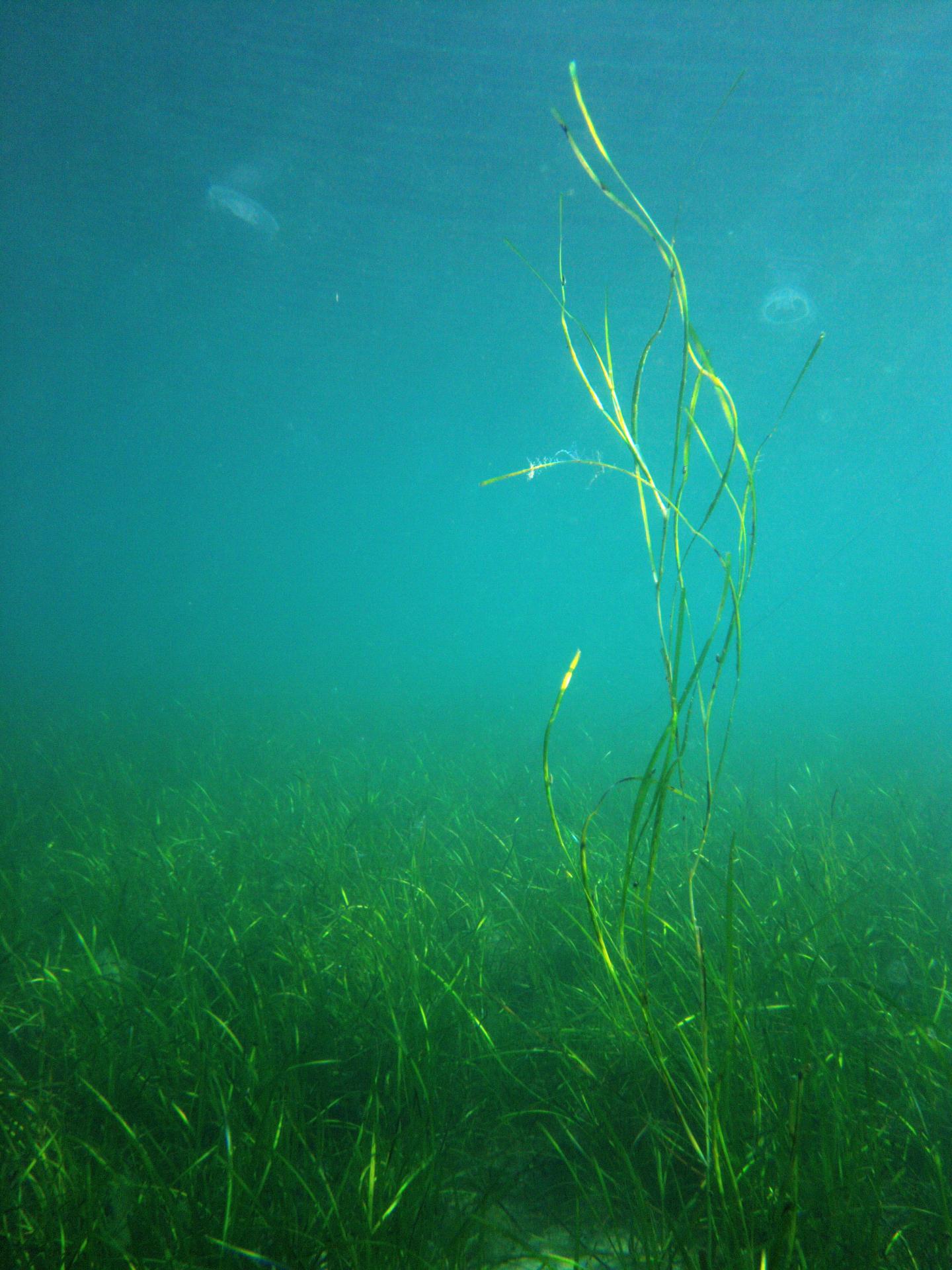 Eelgrass