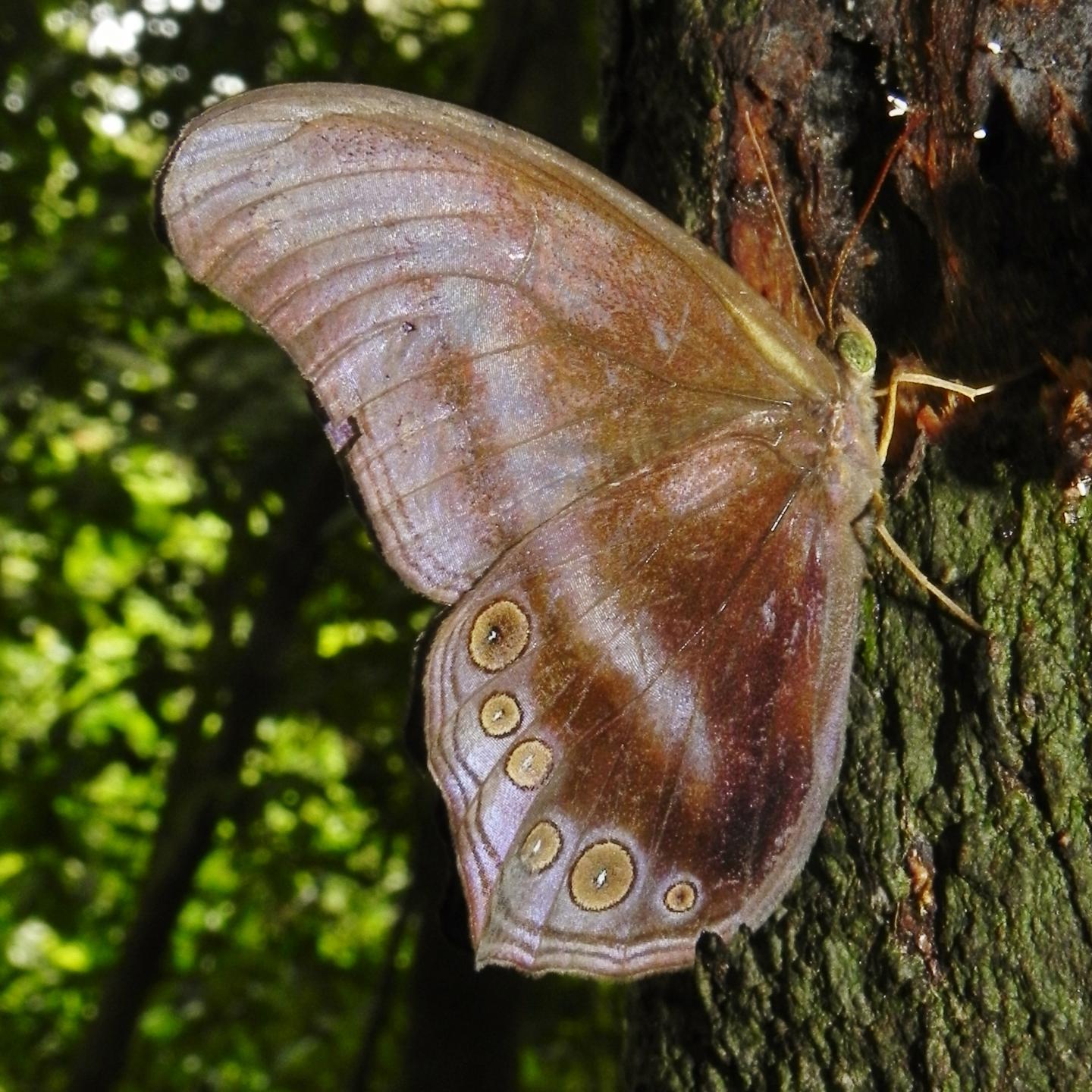Rainforest Butterfly