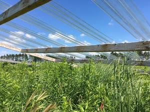Rainout shelters at the Purdue Wildlife Area