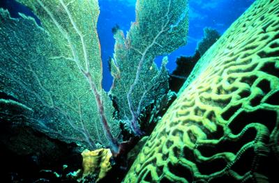 Carribean Coral