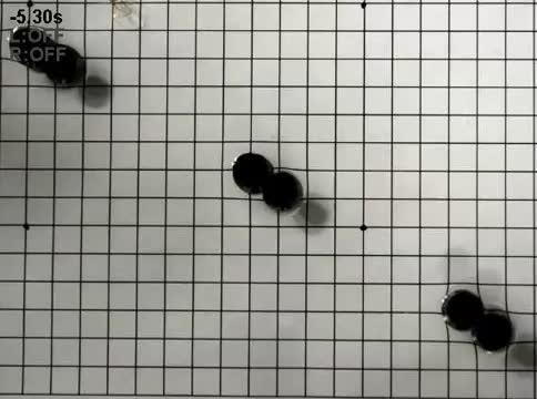 The Debut of a Robotic Stingray, Powered by Light-Activated Rat Cells (8 of 18)