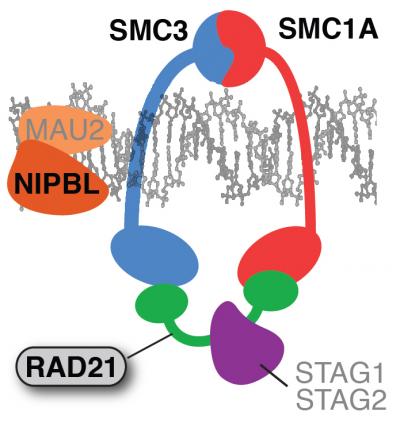 Cohesin Complex