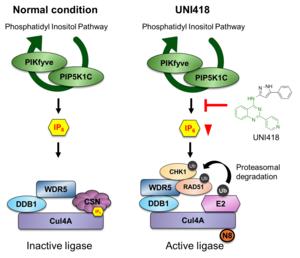 Figure 1. Schematic model of UNI418 mechanism