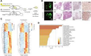 Loss of Egr1 promotes tumor progression, immune modulation, and differential gene expression in Kras-driven lung cancer.