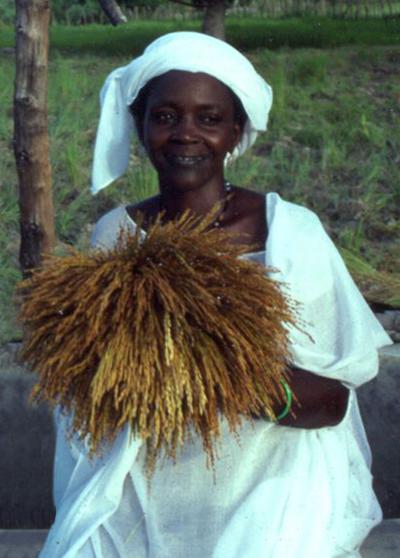African Rice