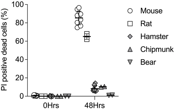 Dead cell proportions in cultures of satellite cells after exposure to 4°C for 48 hours