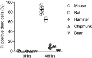 Dead cell proportions in cultures of satellite cells after exposure to 4°C for 48 hours